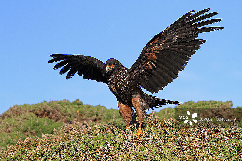 灌木丛中的条纹卡拉鹰，福克兰群岛（马尔维纳斯群岛）图片素材
