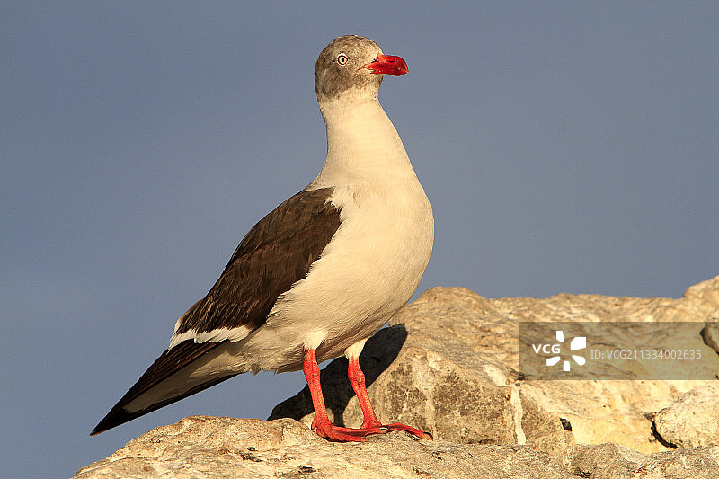 福克兰群岛岩石上的海豚鸥图片素材