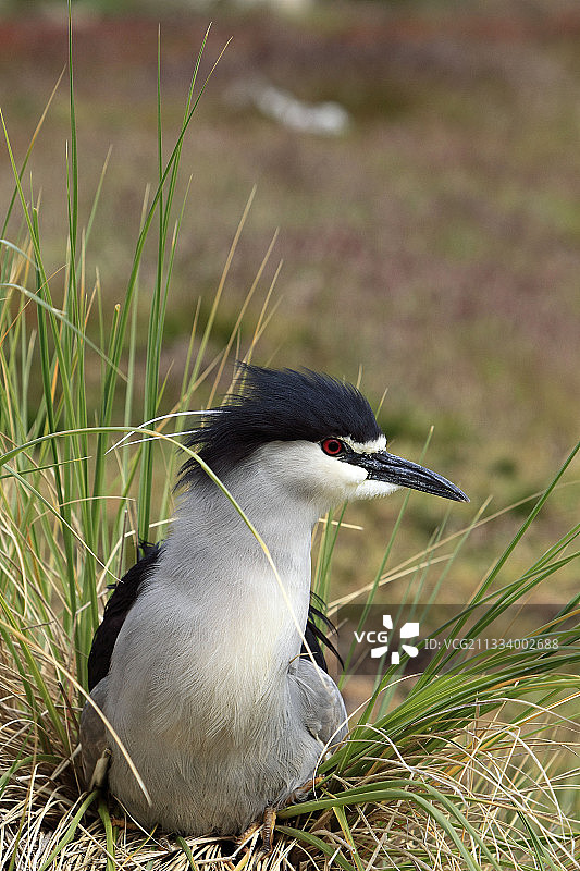 在福克兰群岛巢穴中的黑冠夜鹭图片素材