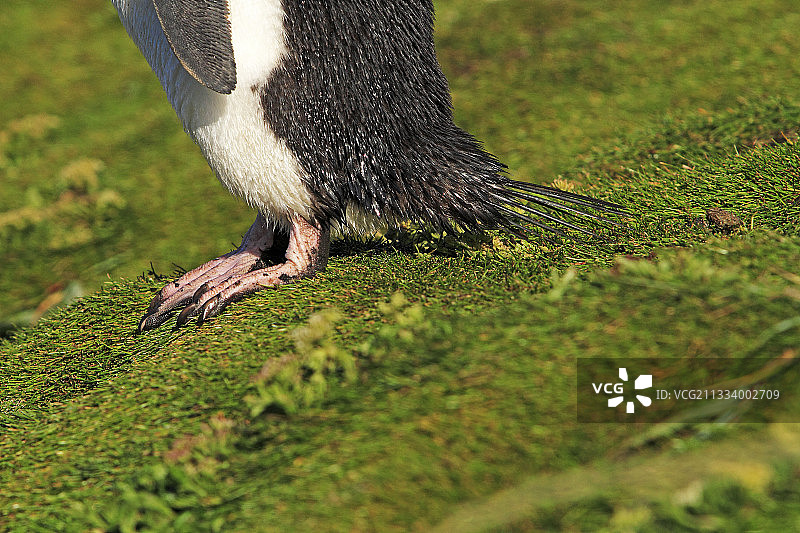 在福克兰群岛苔藓上的摇滚企鹅的腿图片素材
