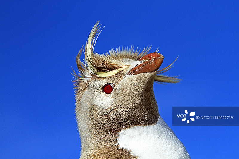 福克兰群岛白化凤头企鹅肖像图片素材