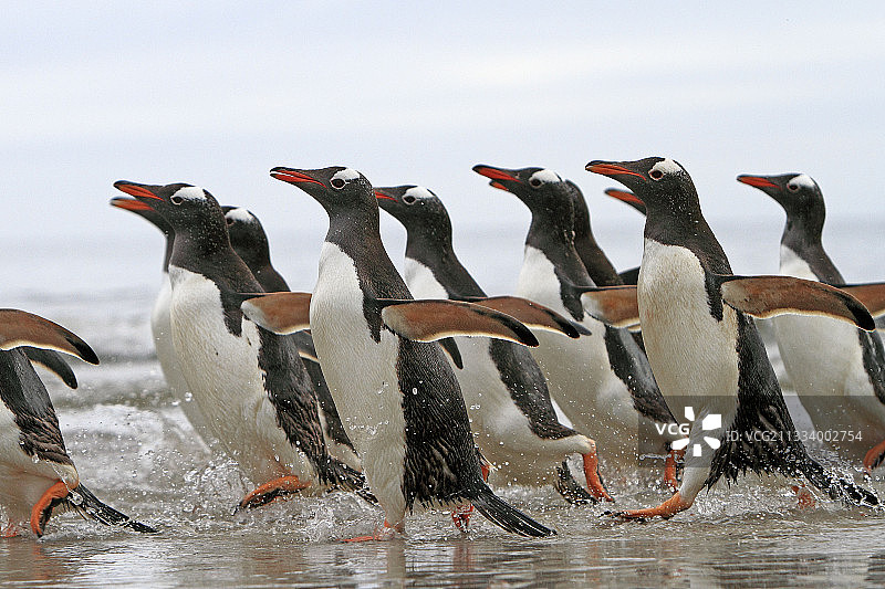 在福克兰群岛水中奔跑的巴布亚企鹅图片素材