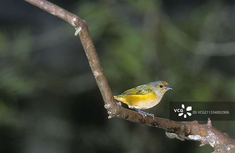 橙腹管鹟雌性图片素材
