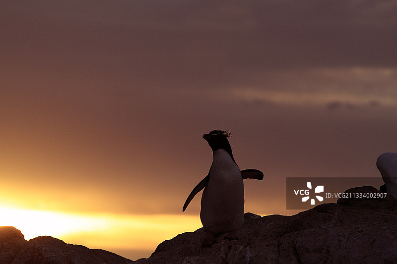 日落时分的南部跳岩企鹅，福克兰群岛图片素材