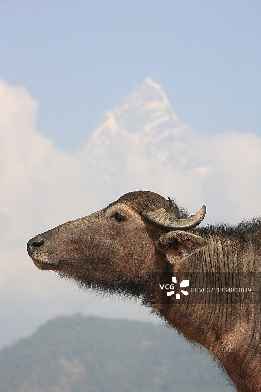 尼泊尔安纳普尔纳峰前的非洲水牛图片素材