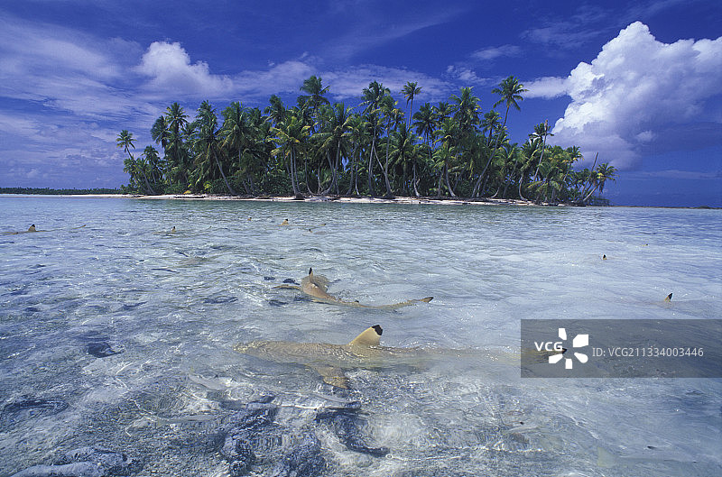 法属波利尼西亚兰吉罗瓦泻湖中的黑鳍礁鲨图片素材