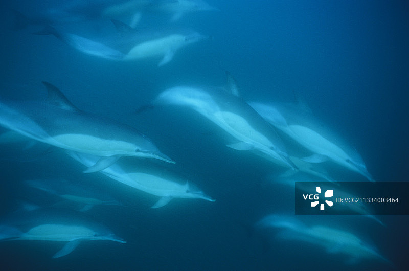 在南非开普敦游泳的普通海豚图片素材