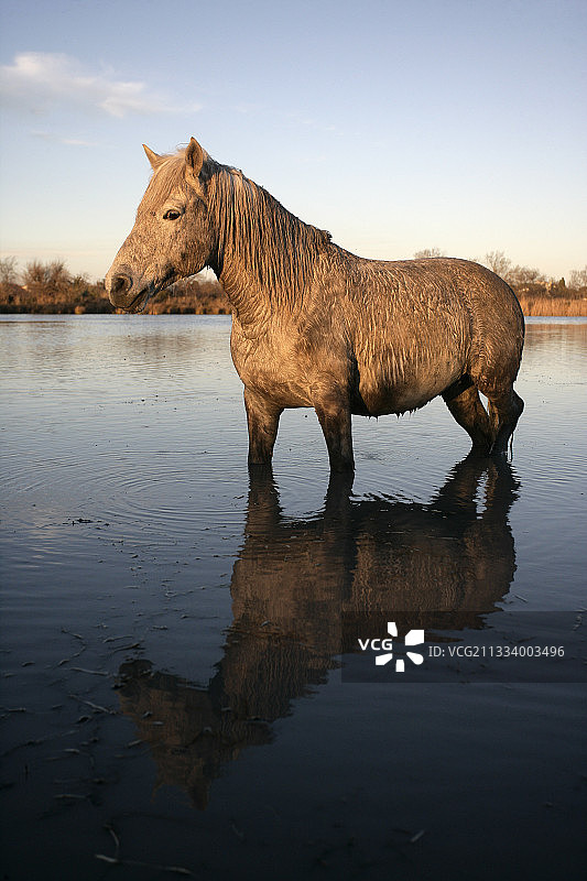 站在法国浅水中的卡马格马图片素材