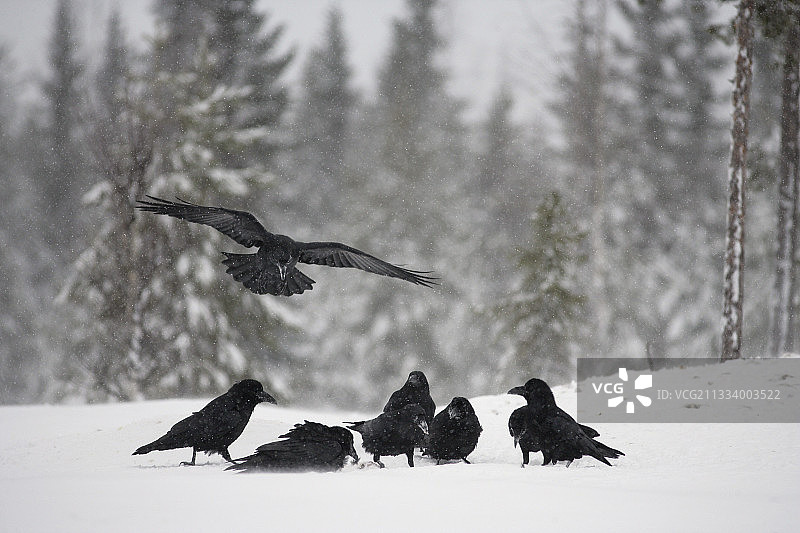 雪地上的乌鸦，芬兰图片素材