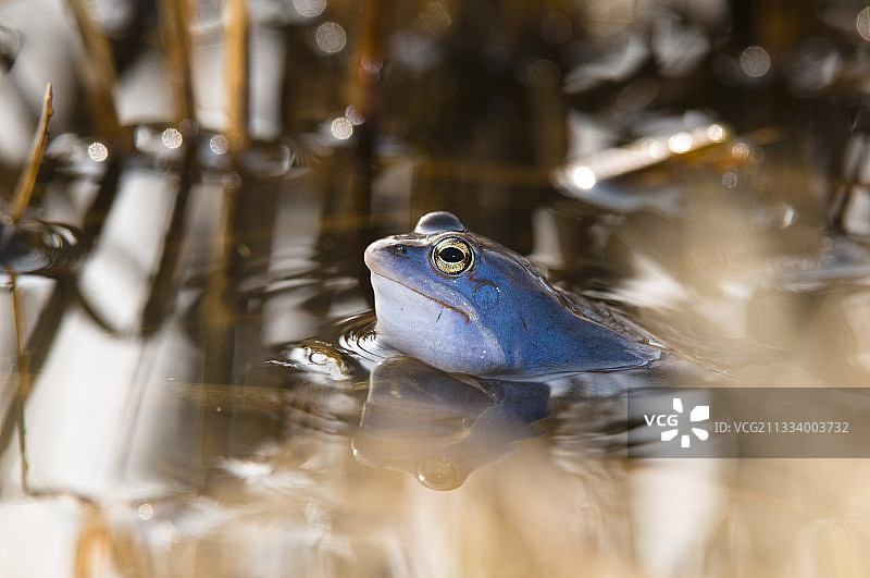 德国巴伐利亚州池塘中的欧洲蛙繁殖图片素材