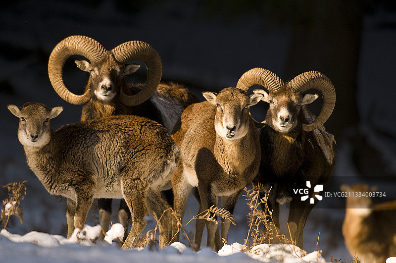 德国巴伐利亚州Veldenstein雪林中的盘羊图片素材