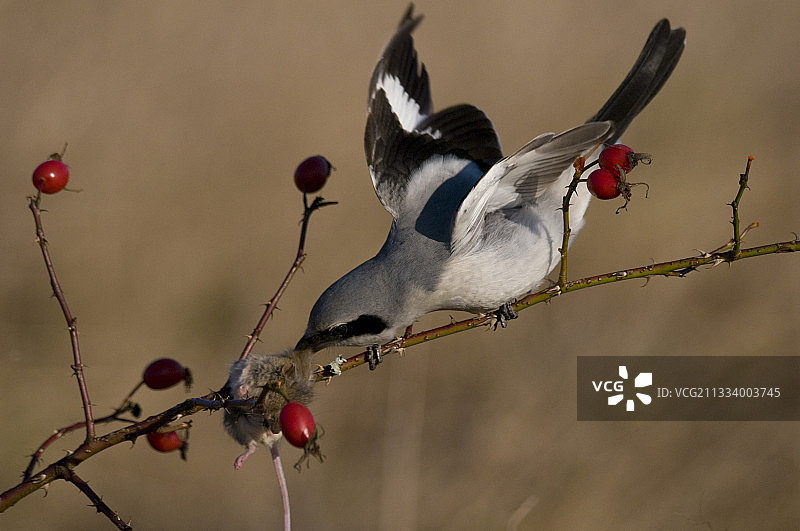 伯劳鸟在德国的树枝上吃老鼠图片素材