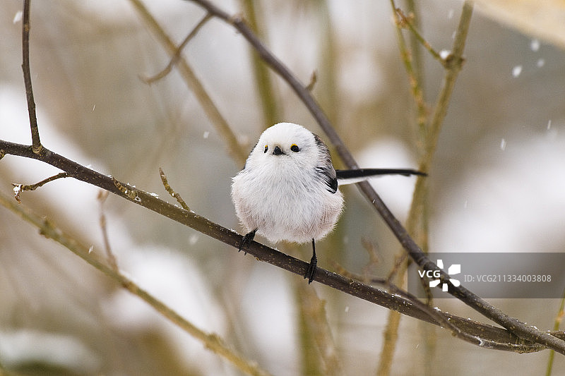 冬季德国巴伐利亚树枝上的长尾山雀图片素材