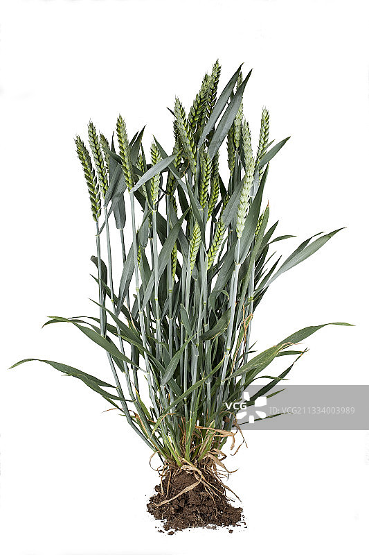 工作室里的麦穗图片素材