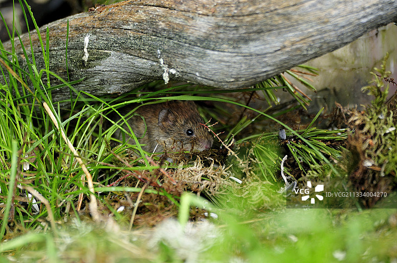 芬兰木头下的小老鼠图片素材