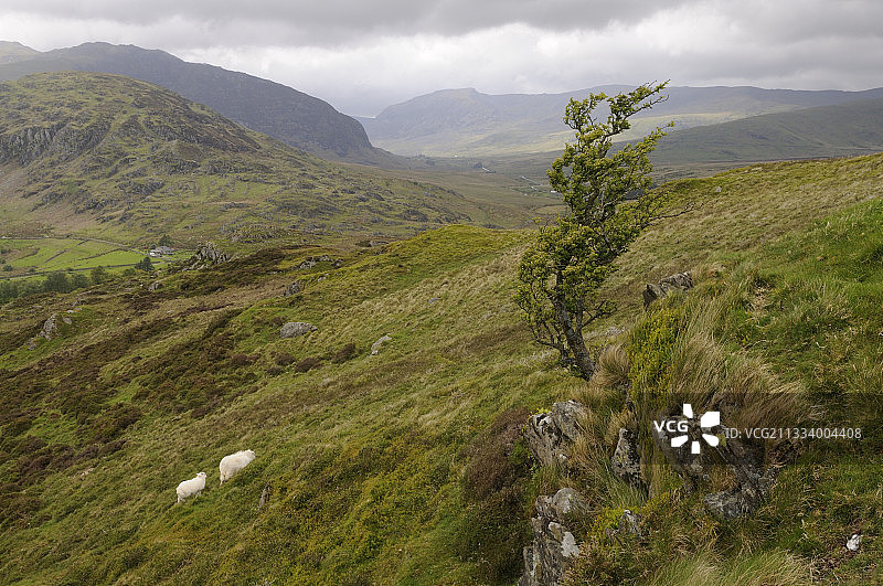 英国威尔士斯诺登尼亚国家公园的绵羊图片素材