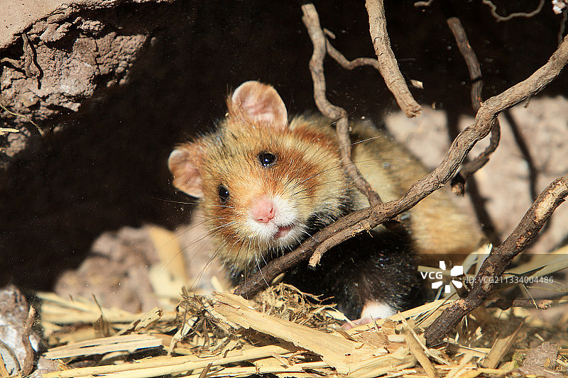 洞穴里的黑腹仓鼠，法国图片素材