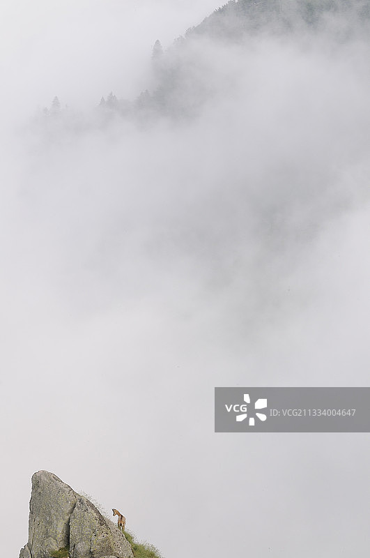 在孚日气球自然公园薄雾中站立的羚羊图片素材