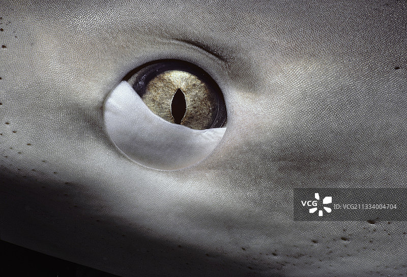 加勒比礁鲨的眼睛，巴哈马群岛加勒比海图片素材