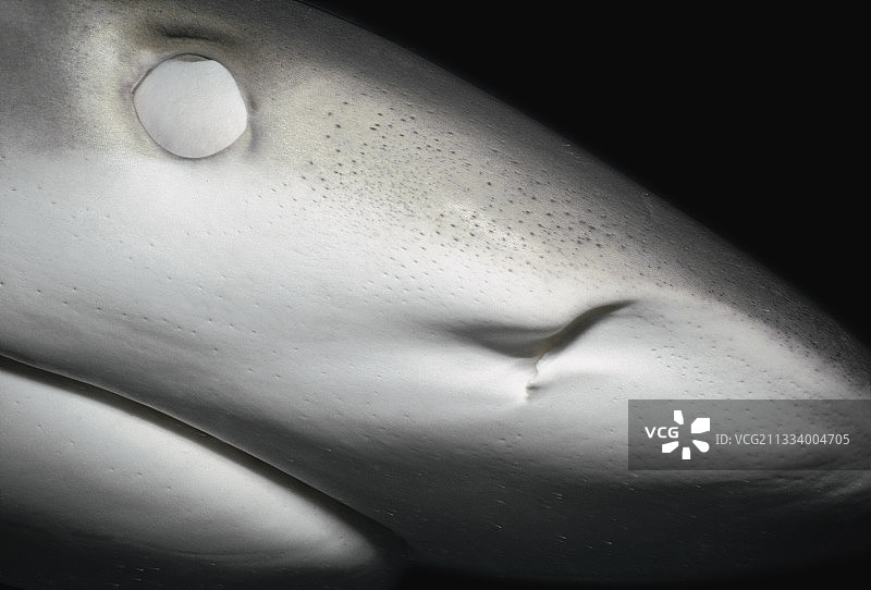 加勒比海巴哈马群岛的闭眼礁鲨图片素材