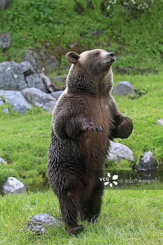 棕熊，2岁半，后腿站立图片素材