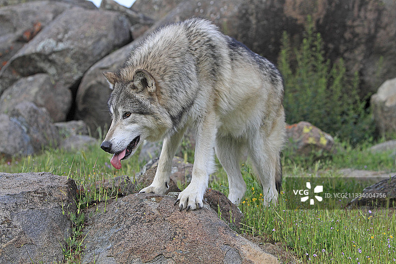 岩石上观察的灰狼图片素材
