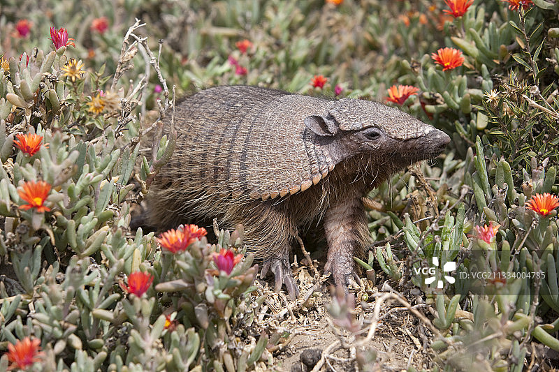尖叫的毛犰狳，巴尔德斯半岛，阿根廷图片素材