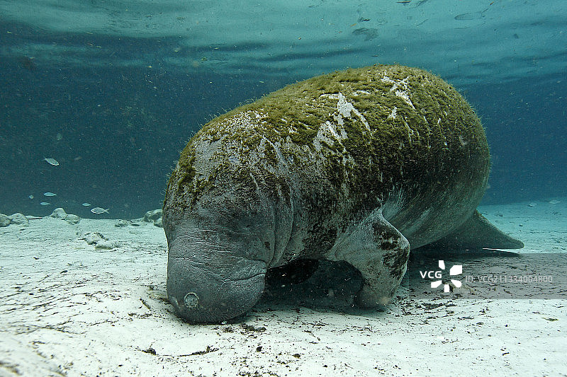 美国水晶河的西印度海牛正在吃树叶图片素材