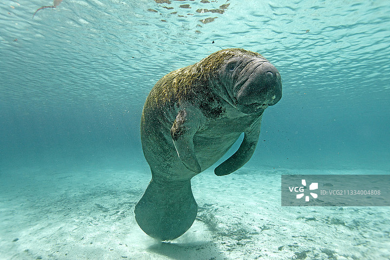 美国水晶河中的西印度海牛图片素材