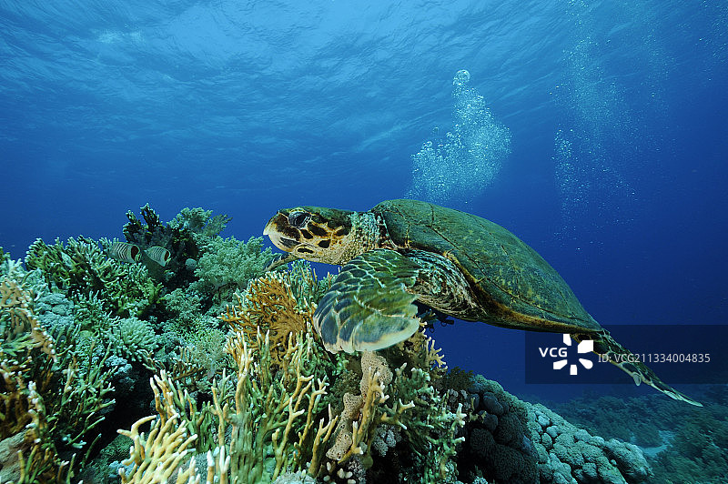 在埃及红海游泳的玳瑁图片素材