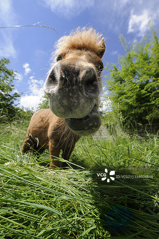 法国草地上的设特兰矮种马肖像图片素材