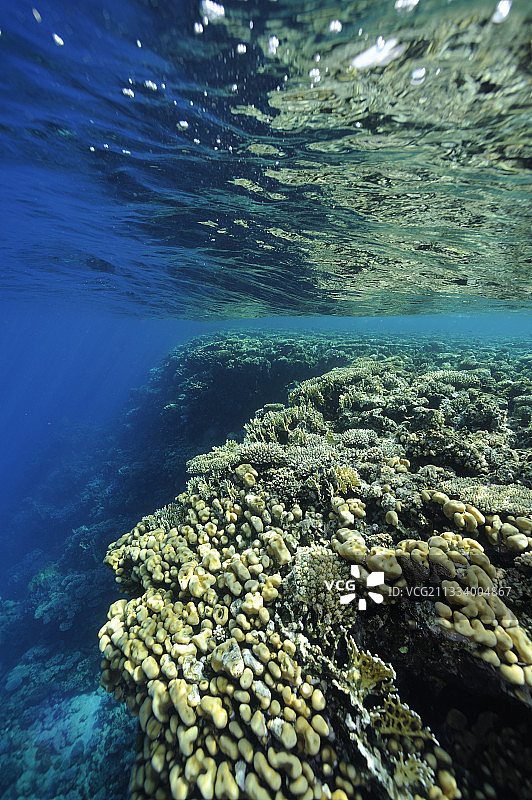 红海埃及珊瑚礁上的角珊瑚图片素材
