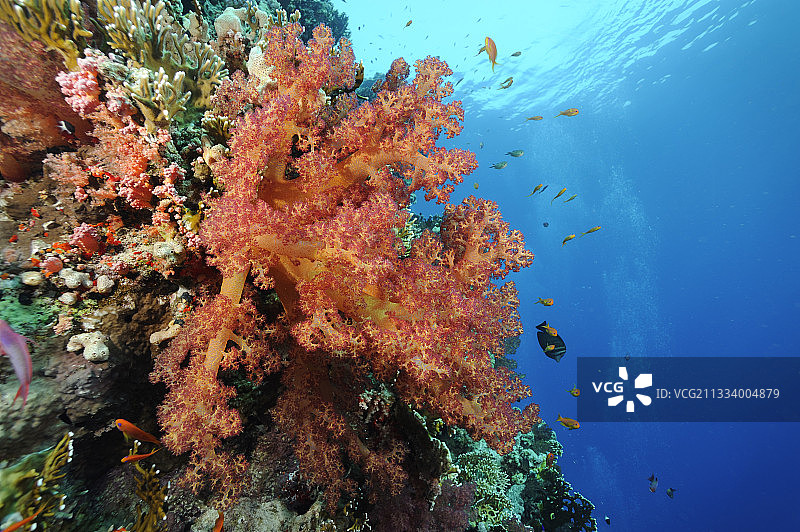 埃及红海礁石上的软珊瑚图片素材