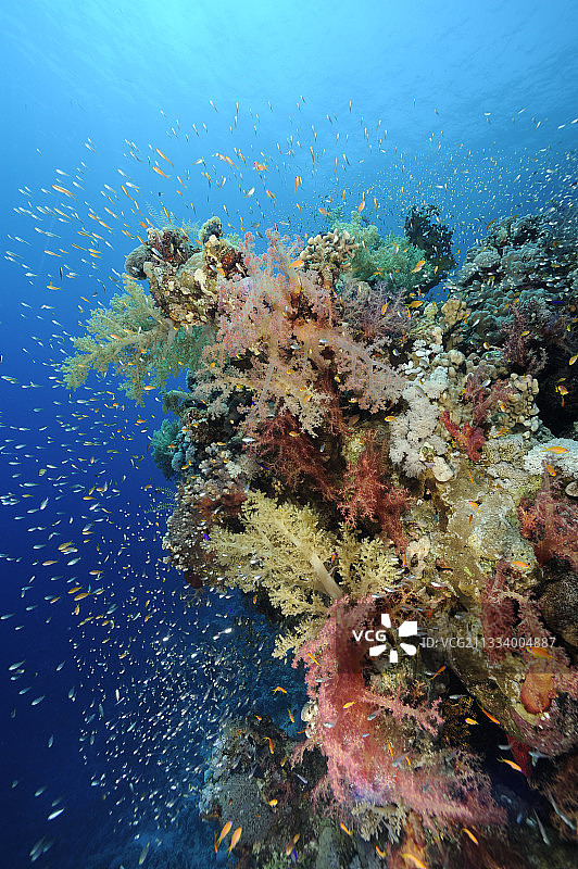 红海埃及礁石上的软珊瑚和游动的花鮨图片素材