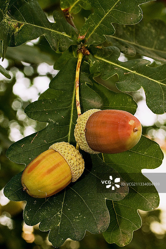 西班牙比利牛斯山脉夏栎的橡子图片素材