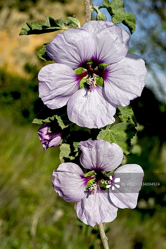 西班牙比利牛斯山脉的锦葵图片素材