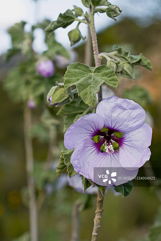 西班牙比利牛斯山脉的锦葵图片素材