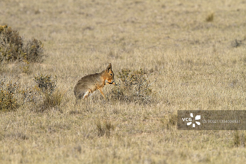 阿根廷瓦尔德斯半岛的巴塔哥尼亚玛拉豚鼠图片素材