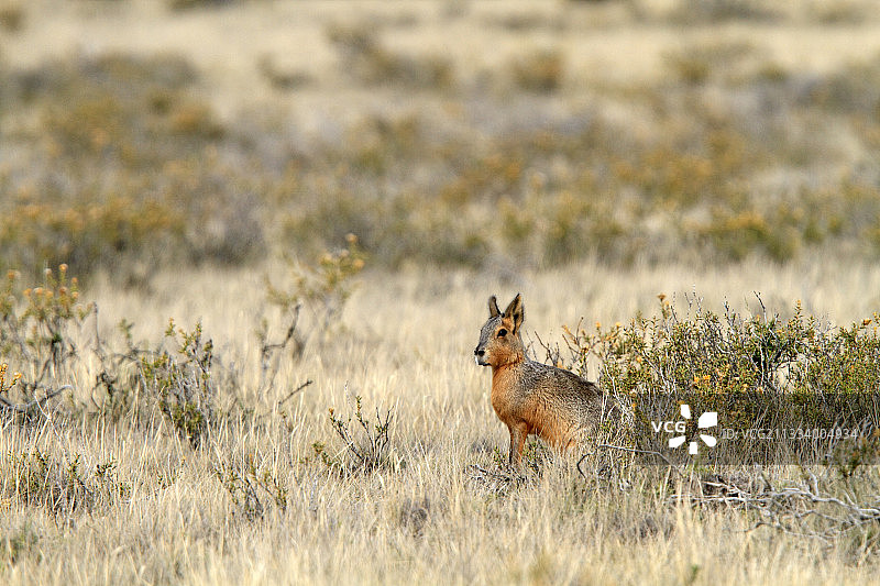 阿根廷瓦尔德斯半岛的巴塔哥尼亚玛拉豚鼠图片素材