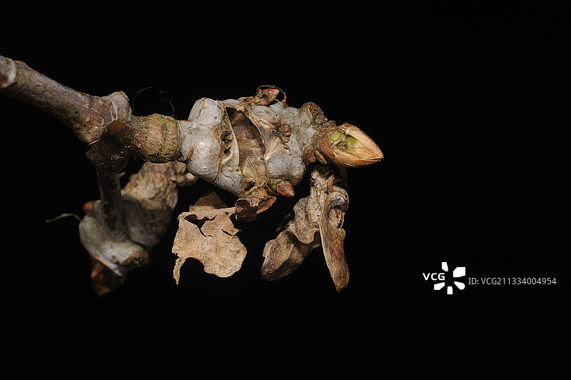 受侵染的橡树枝图片素材