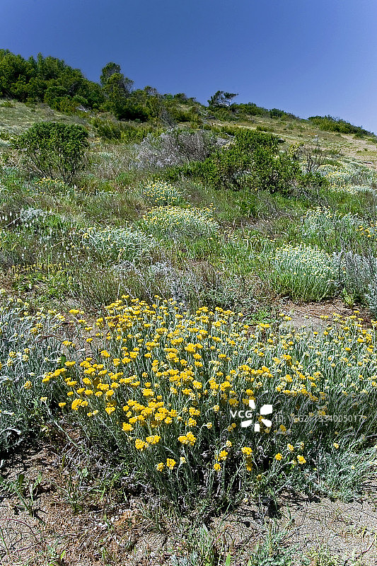 咖喱植物花朵，西班牙布拉瓦海岸图片素材