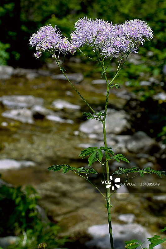 西班牙瓦尔德阿兰麝鼠与耧斗菜图片素材