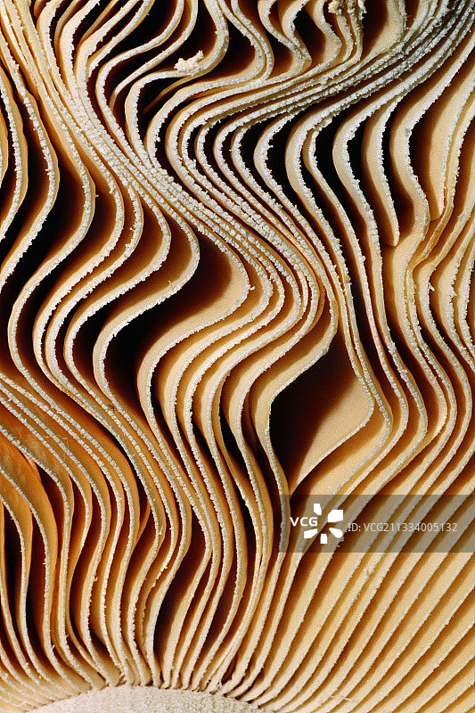 褶菌乳菇（比利牛斯山脉，西班牙）图片素材