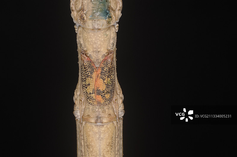 泰国物种图片素材