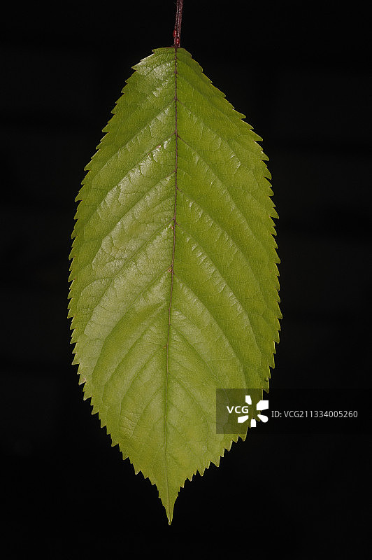 摄影棚内的樱桃树叶图片素材