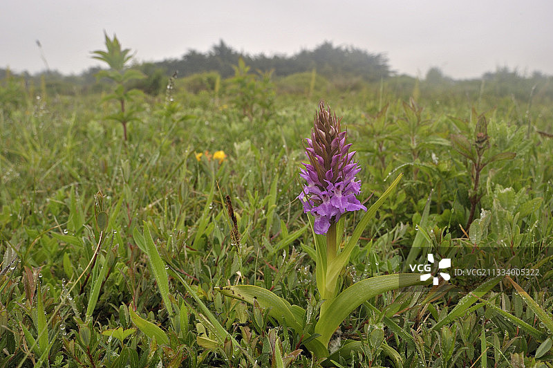 法国菲尼斯泰尔春天盛开的斑点兰花图片素材