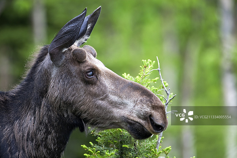加拿大加斯佩国家公园一岁小驼鹿肖像图片素材