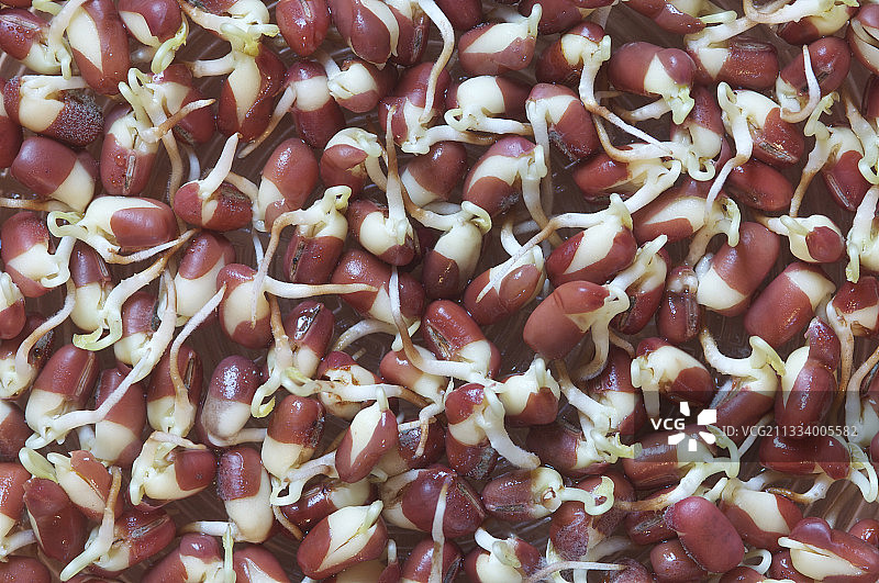 红豆种子发芽图片素材