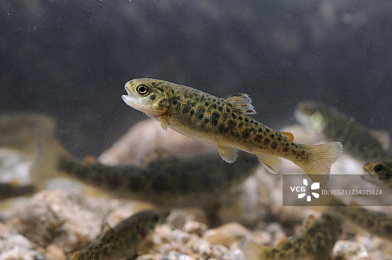 6个月大的棕色鳟鱼幼鱼（法国）图片素材