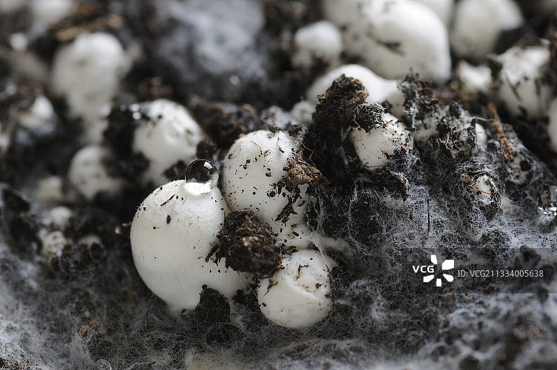 10天后开始结果的蘑菇（直径约1至2毫米，室内种植套件）图片素材